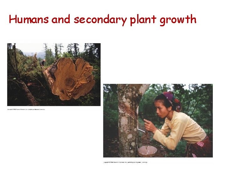 Humans and secondary plant growth 