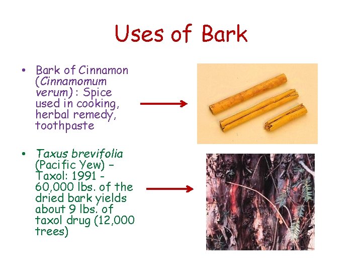 Uses of Bark • Bark of Cinnamon (Cinnamomum verum) : Spice used in cooking,