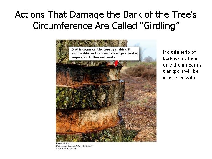 Actions That Damage the Bark of the Tree’s Circumference Are Called “Girdling” If a
