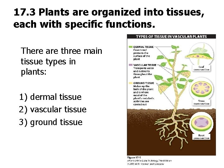 17. 3 Plants are organized into tissues, each with specific functions. There are three