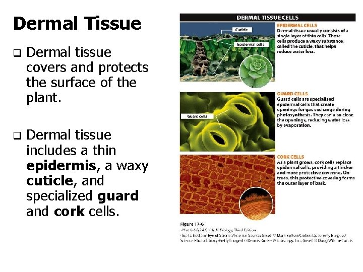 Dermal Tissue q Dermal tissue covers and protects the surface of the plant. q