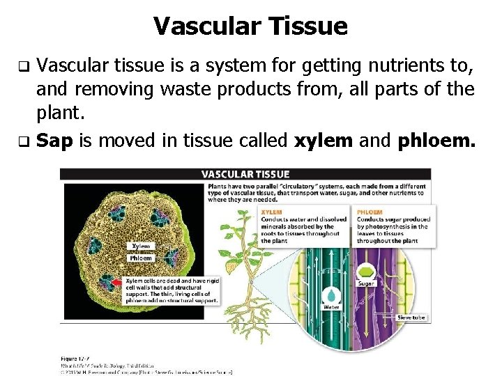 Vascular Tissue Vascular tissue is a system for getting nutrients to, and removing waste