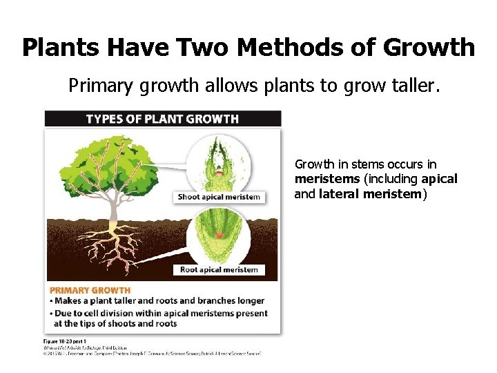 Plants Have Two Methods of Growth Primary growth allows plants to grow taller. Growth