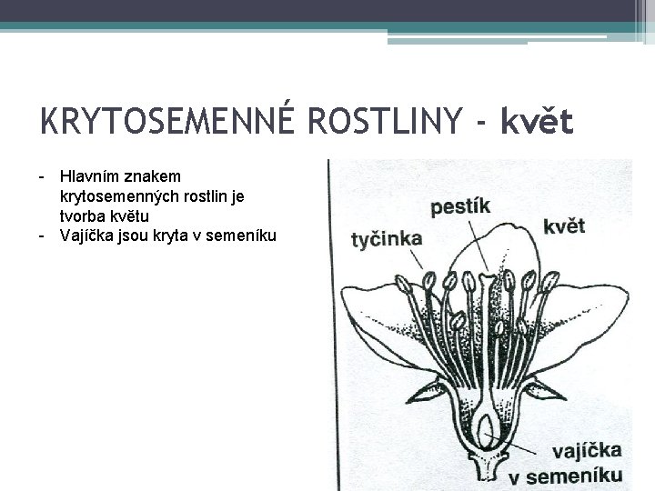 KRYTOSEMENNÉ ROSTLINY - květ - Hlavním znakem krytosemenných rostlin je tvorba květu - Vajíčka