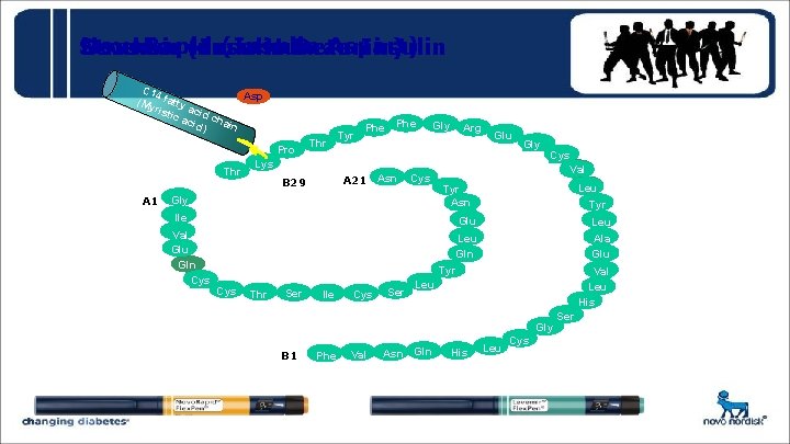 Novo. Rapid (Insulin Aspart) Struktur Levemir (Insulin kimia Human Detemir) Insulin C 14 Asp