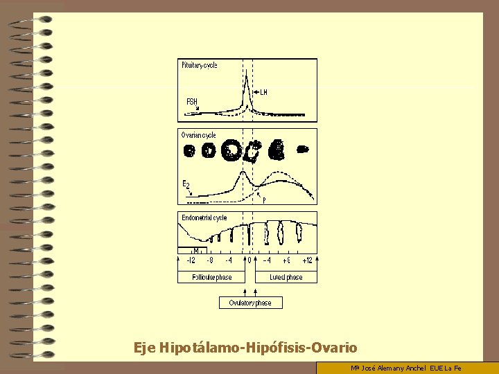 Eje Hipotálamo-Hipófisis-Ovario Mª José Alemany Anchel EUE La Fe 