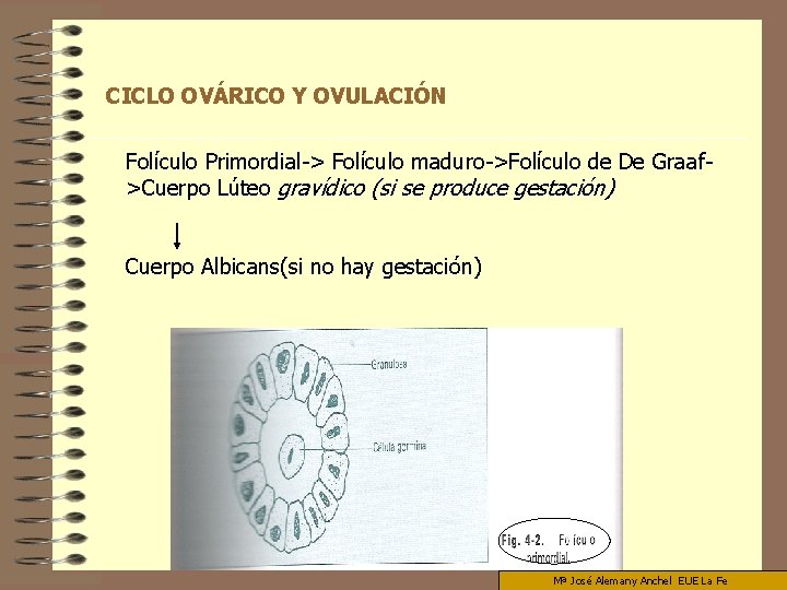 CICLO OVÁRICO Y OVULACIÓN Folículo Primordial-> Folículo maduro->Folículo de De Graaf>Cuerpo Lúteo gravídico (si