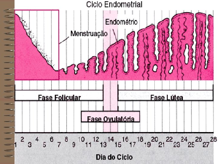 Mª José Alemany Anchel EUE La Fe 