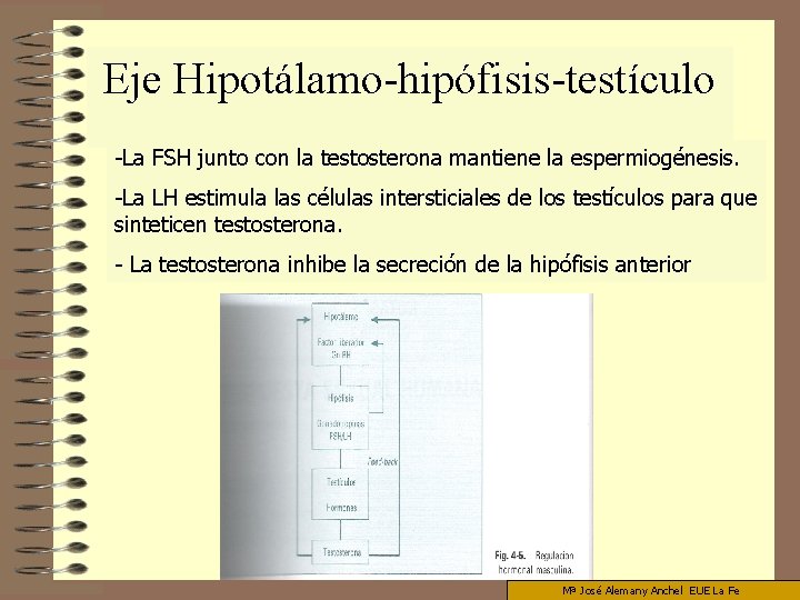 Eje Hipotálamo-hipófisis-testículo -La FSH junto con la testosterona mantiene la espermiogénesis. -La LH estimula