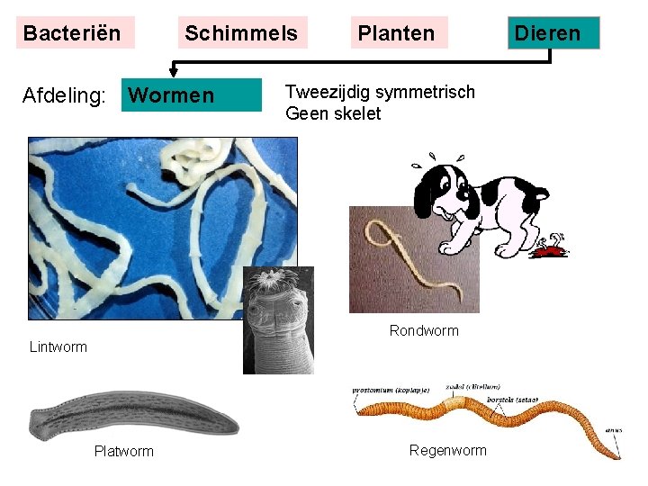 Bacteriën Schimmels Afdeling: Wormen Planten Tweezijdig symmetrisch Geen skelet Rondworm Lintworm Platworm Regenworm Dieren