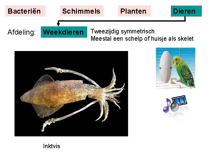 Bacteriën Schimmels Planten Afdeling: Weekdieren Tweezijdig symmetrisch Dieren Meestal een schelp of huisje als