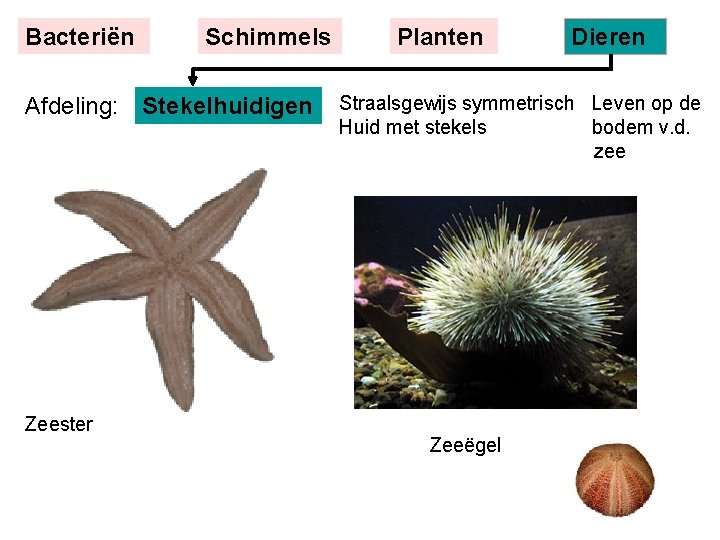 Bacteriën Schimmels Afdeling: Stekelhuidigen Zeester Planten Dieren Straalsgewijs symmetrisch Leven op de Huid met