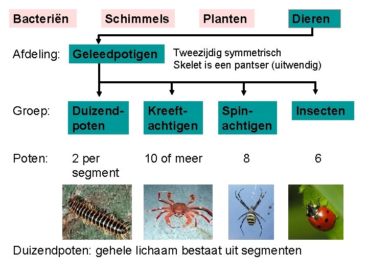 Bacteriën Schimmels Afdeling: Geleedpotigen Planten Dieren Tweezijdig symmetrisch Skelet is een pantser (uitwendig) Groep: