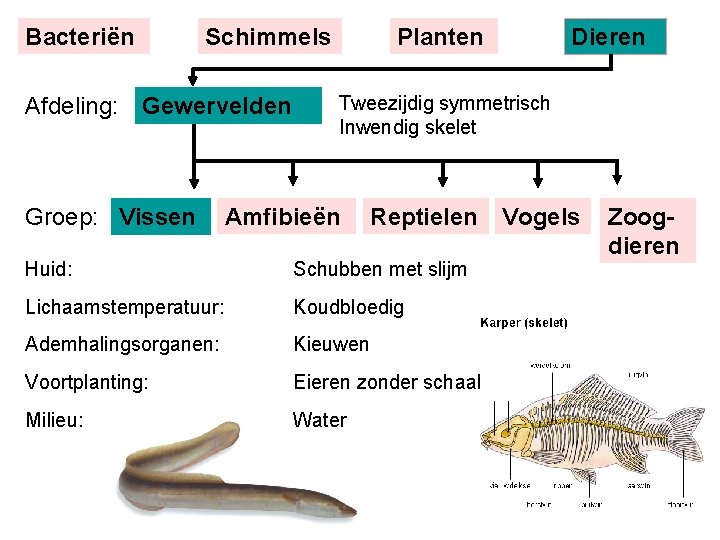 Bacteriën Schimmels Afdeling: Gewervelden Groep: Vissen Planten Dieren Tweezijdig symmetrisch Inwendig skelet Amfibieën Reptielen