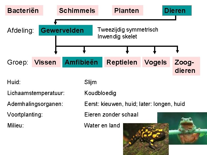 Bacteriën Schimmels Dieren Tweezijdig symmetrisch Inwendig skelet Afdeling: Gewervelden Groep: Vissen Planten Amfibieën Reptielen