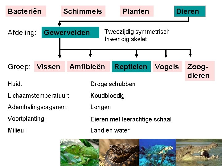 Bacteriën Schimmels Afdeling: Gewervelden Groep: Vissen Planten Dieren Tweezijdig symmetrisch Inwendig skelet Amfibieën Reptielen