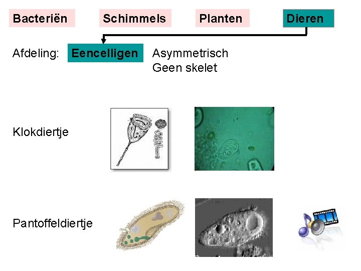 Bacteriën Schimmels Afdeling: Eencelligen Klokdiertje Pantoffeldiertje Planten Asymmetrisch Geen skelet Dieren 