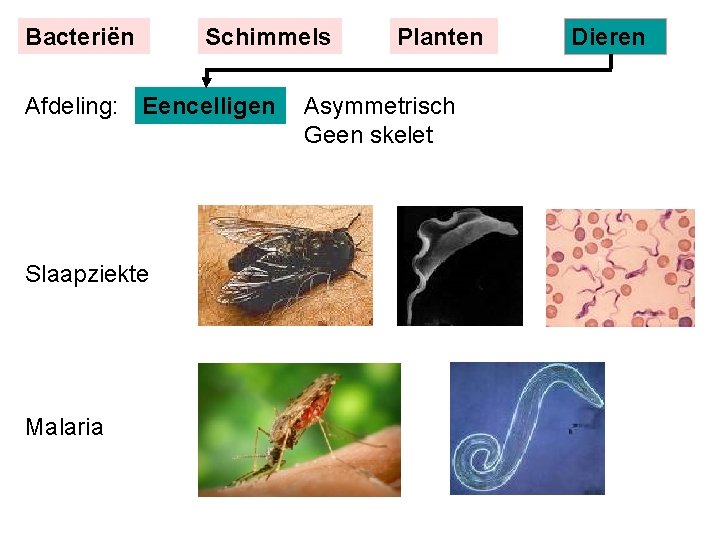 Bacteriën Schimmels Afdeling: Eencelligen Slaapziekte Malaria Planten Asymmetrisch Geen skelet Dieren 