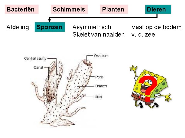 Bacteriën Schimmels Afdeling: Sponzen Planten Asymmetrisch Skelet van naalden Dieren Vast op de bodem