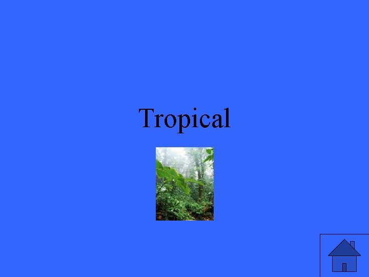 Tropical 