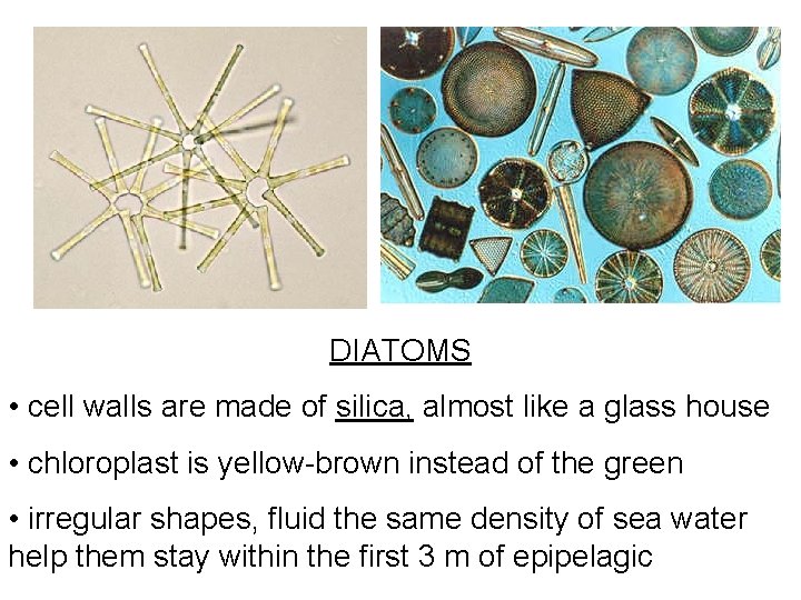 DIATOMS • cell walls are made of silica, almost like a glass house •