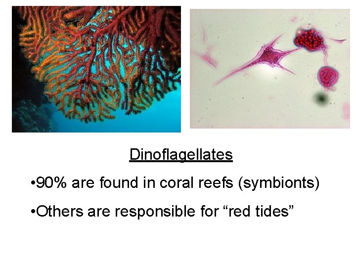 Dinoflagellates • 90% are found in coral reefs (symbionts) • Others are responsible for