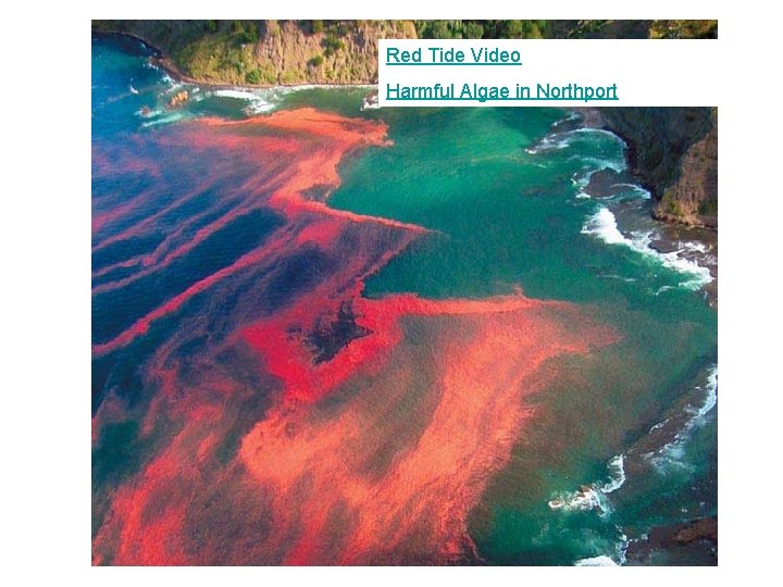 Red Tide Video Harmful Algae in Northport 