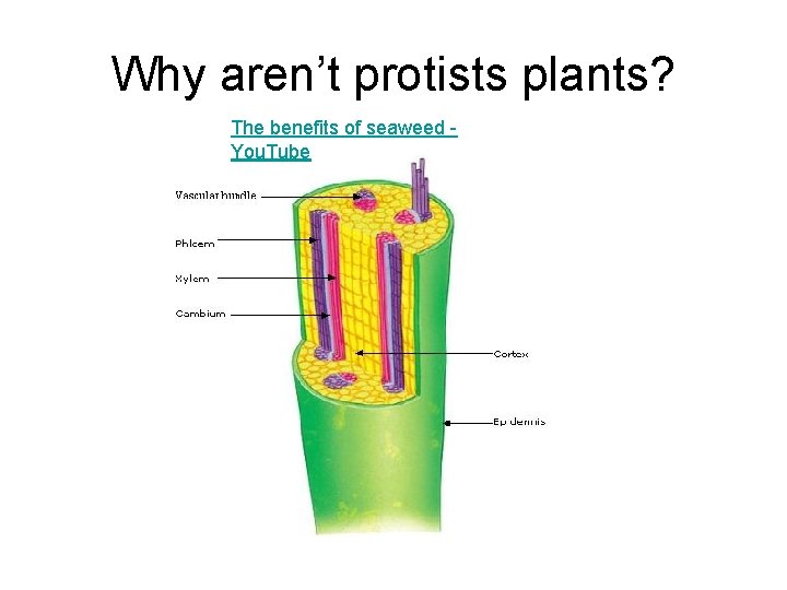 Why aren’t protists plants? The benefits of seaweed You. Tube 