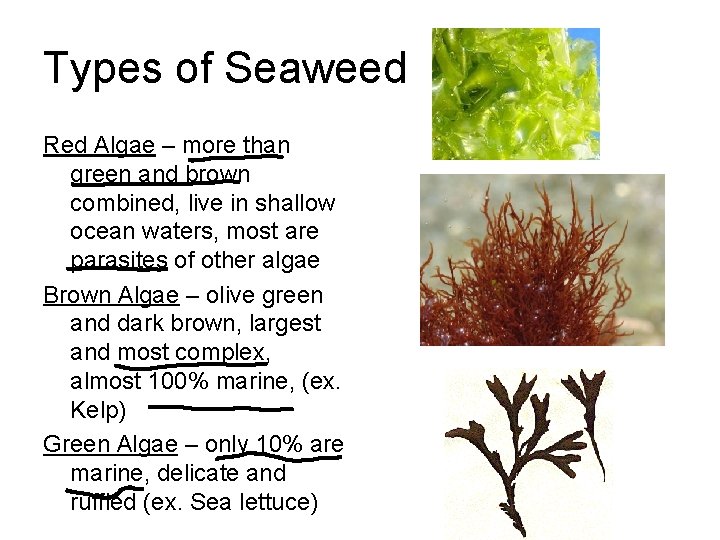 Types of Seaweed Red Algae – more than green and brown combined, live in