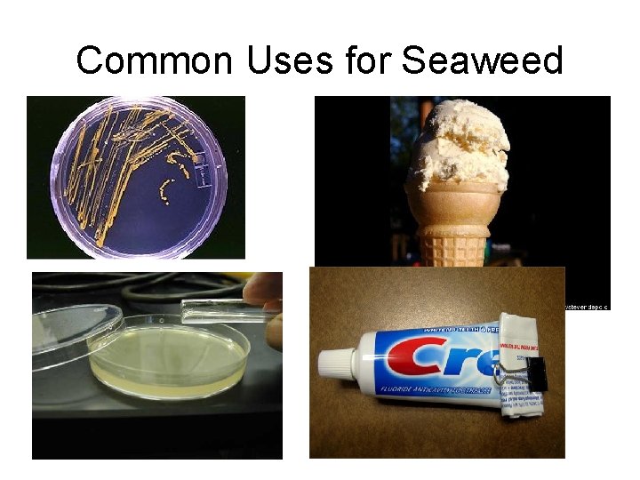 Common Uses for Seaweed 