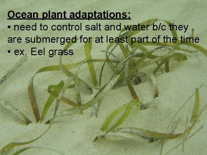 Ocean plant adaptations: • need to control salt and water b/c they are submerged