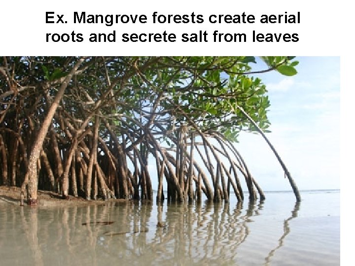 Ex. Mangrove forests create aerial roots and secrete salt from leaves 
