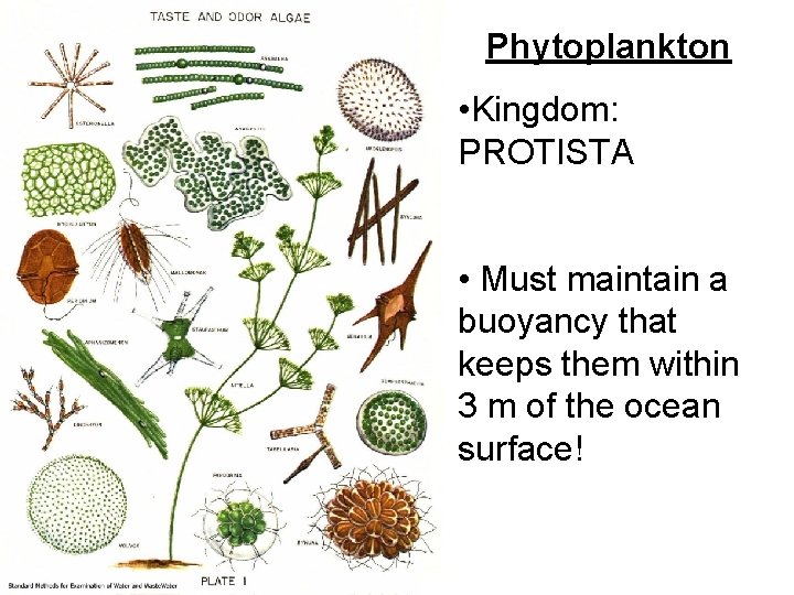 Phytoplankton • Kingdom: PROTISTA • Must maintain a buoyancy that keeps them within 3