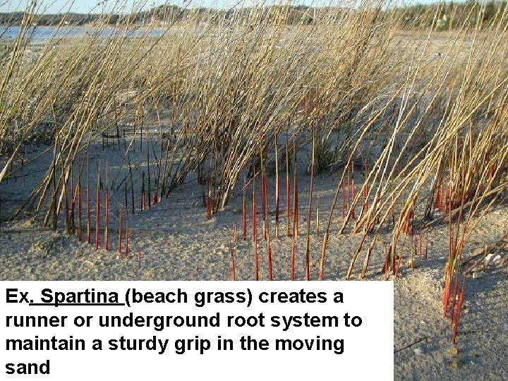 Ex. Spartina (beach grass) creates a runner or underground root system to maintain a