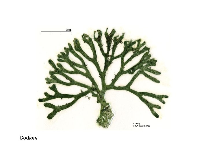 Codium 