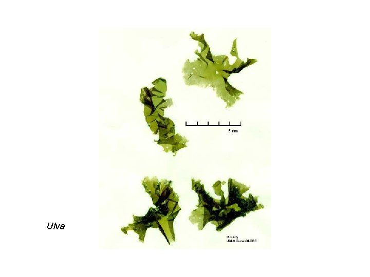 Ulva 