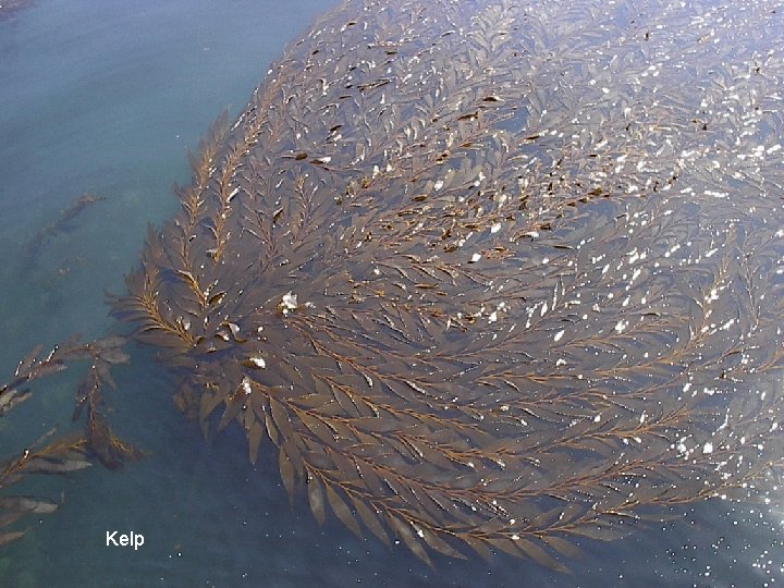 Kelp 