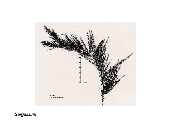 Sargassum 