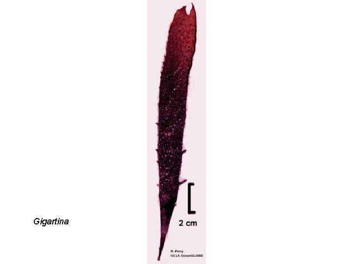 Gigartina 