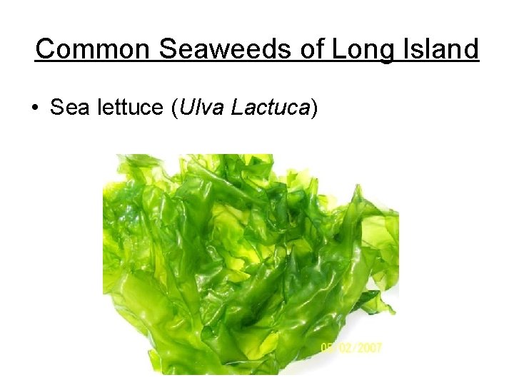 Common Seaweeds of Long Island • Sea lettuce (Ulva Lactuca) 