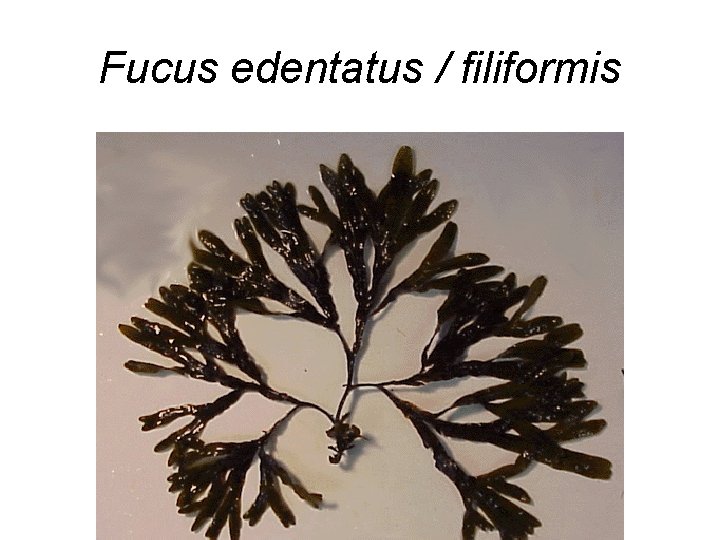 Fucus edentatus / filiformis 