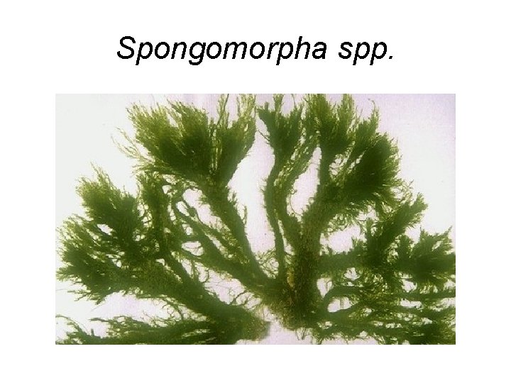 Spongomorpha spp. 