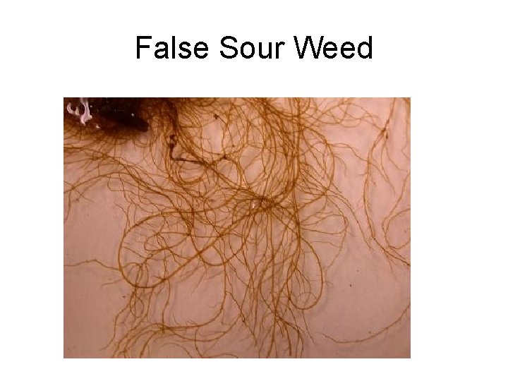 False Sour Weed 