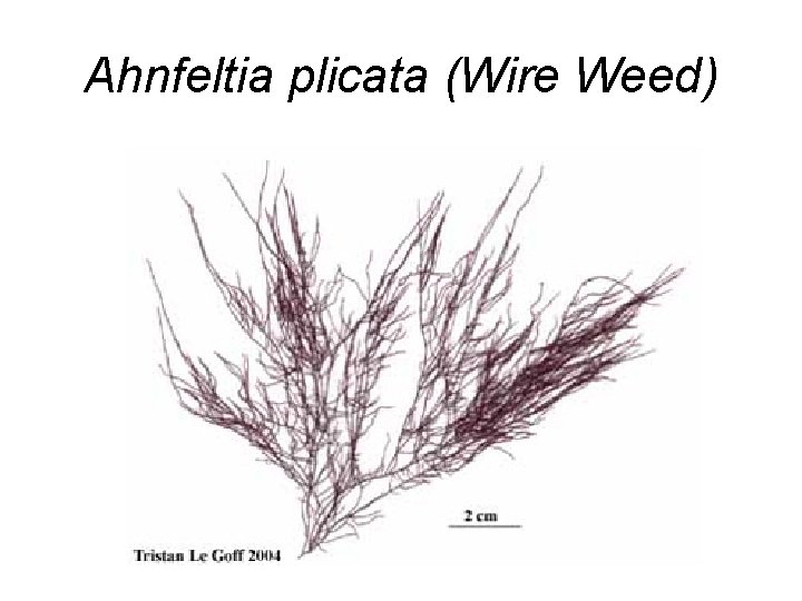 Ahnfeltia plicata (Wire Weed) 
