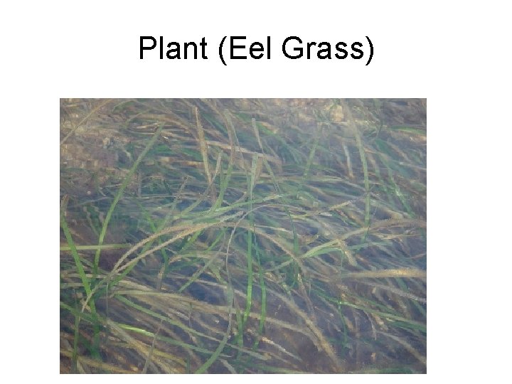 Plant (Eel Grass) 
