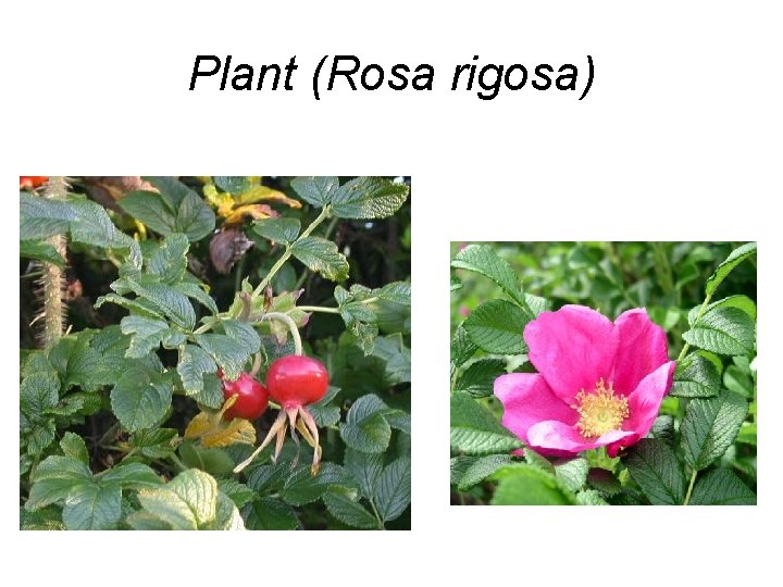 Plant (Rosa rigosa) 