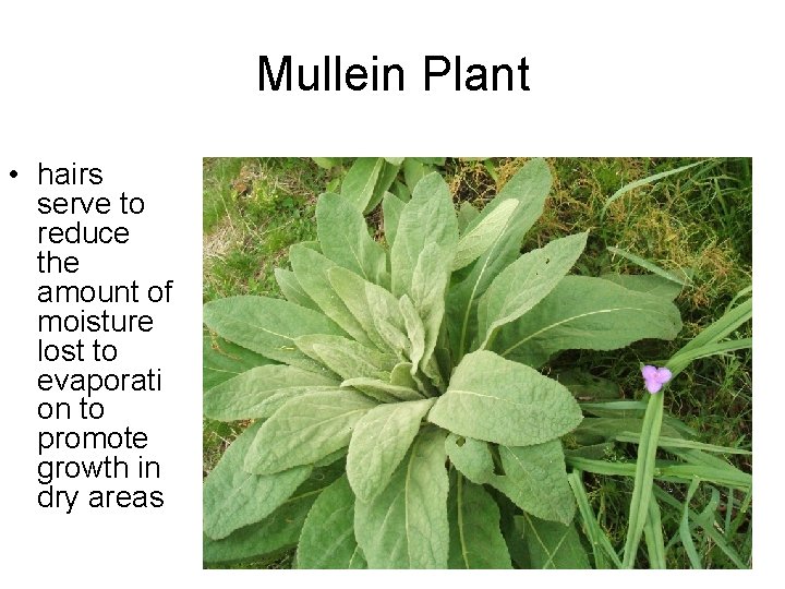 Mullein Plant • hairs serve to reduce the amount of moisture lost to evaporati