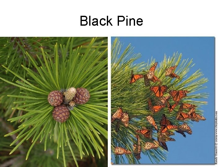Black Pine 