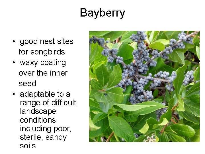 Bayberry • good nest sites for songbirds • waxy coating over the inner seed