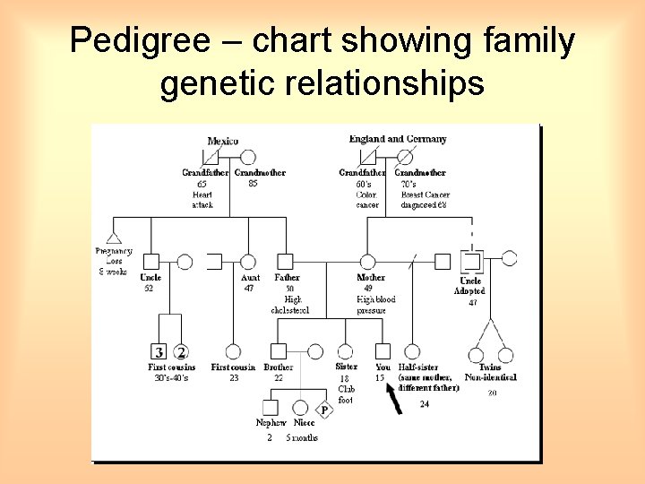 Pedigree – chart showing family genetic relationships 